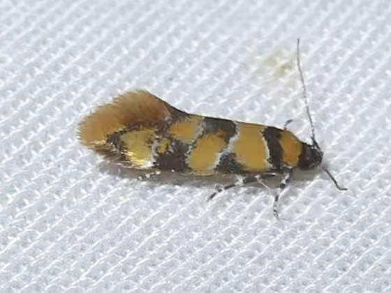Reticulated Decantha Moth, photo 2 of 5