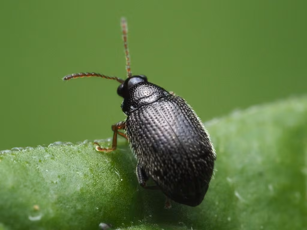 Potato Flea Beetle, Adult