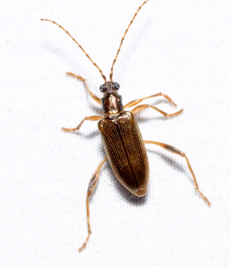 Pale pond lily leaf beetle, photo 3 of 5