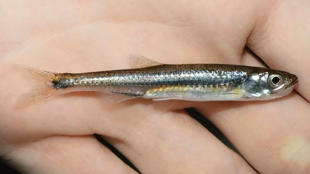 Rosyface Shiner, photo 2 of 5