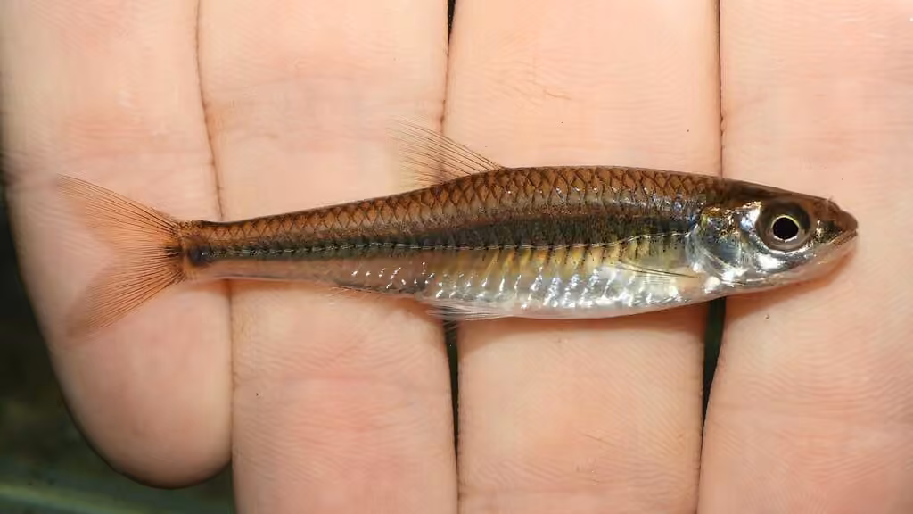 Mimic Shiner, photo 1 of 5