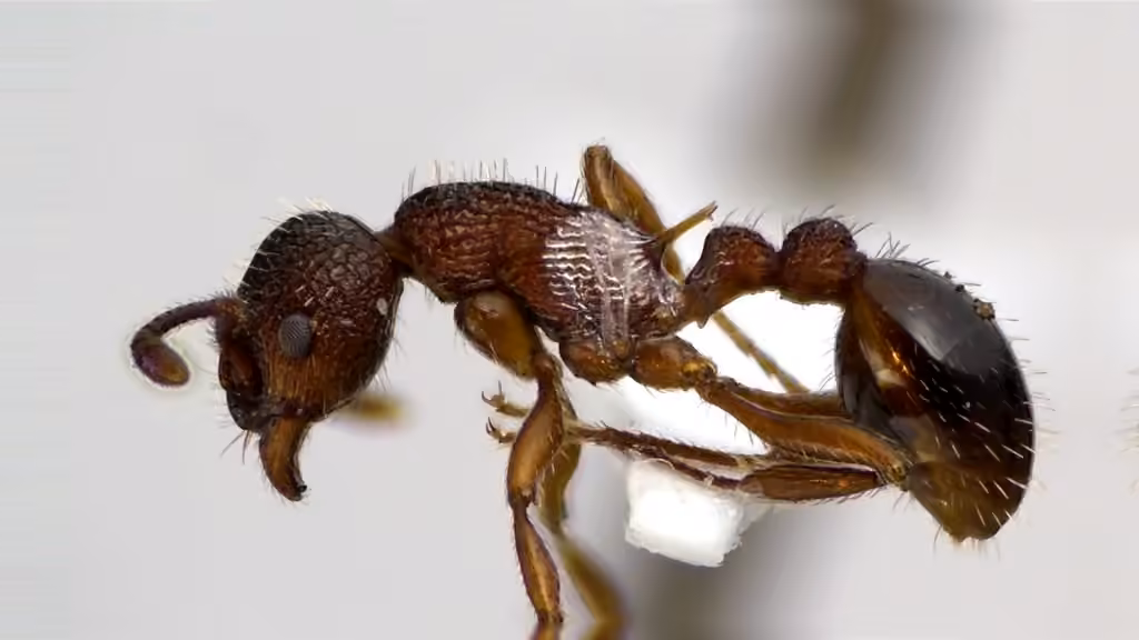 American Furrowed Ant, Female