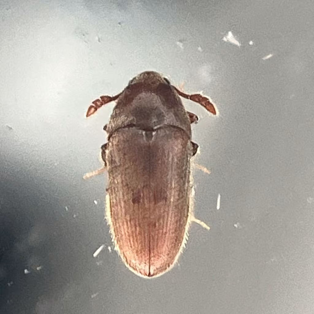 Chevrolat's Small False Click Beetle, photo 3 of 5