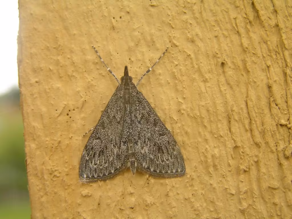 Dusky Saucrobotys Moth, photo 1 of 5