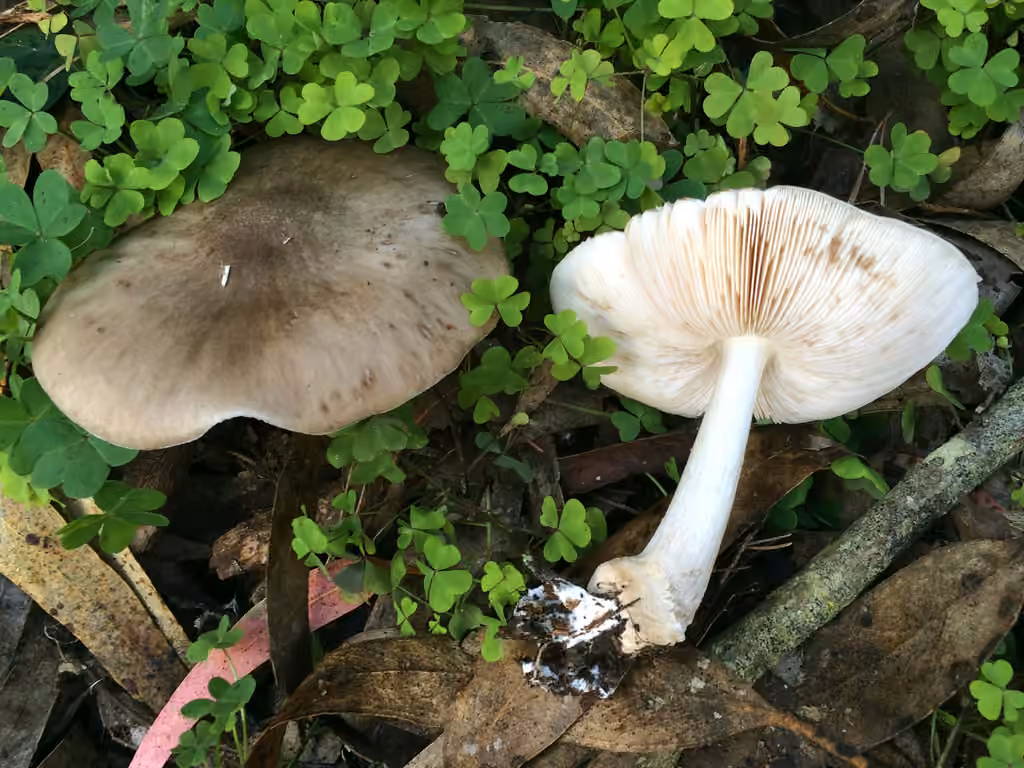 Pluteus brunneidiscus, photo 1 of 5
