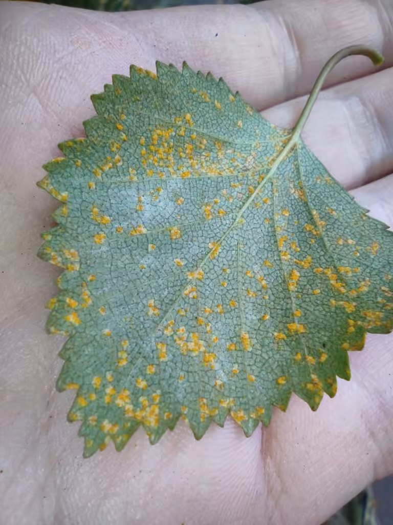 Birch Rust, photo 3 sur 5