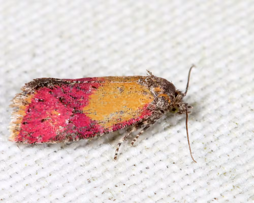 Primrose Cochylid Moth, Adulte