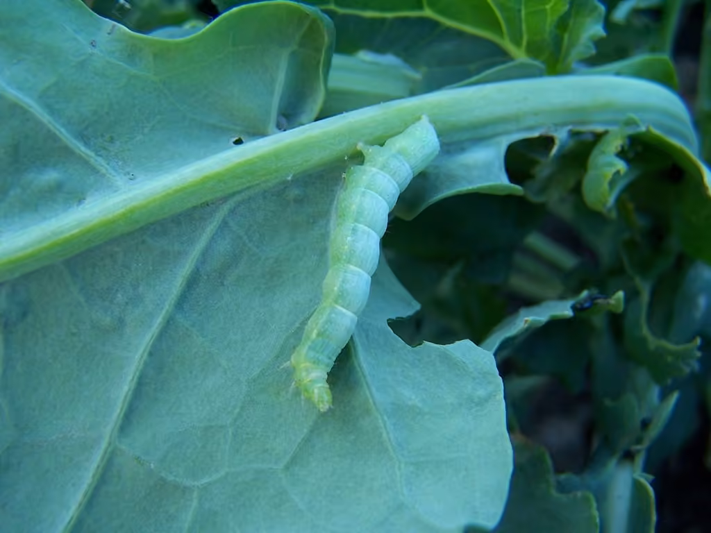 Cabbage Looper Moth, Caterpillar