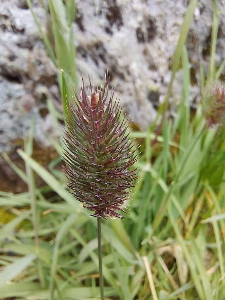 Fléole alpine, photo 1 sur 5