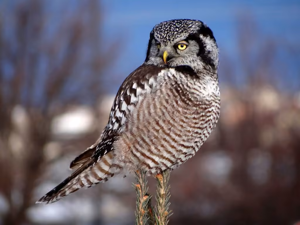 Northern Hawk-Owl, Adult