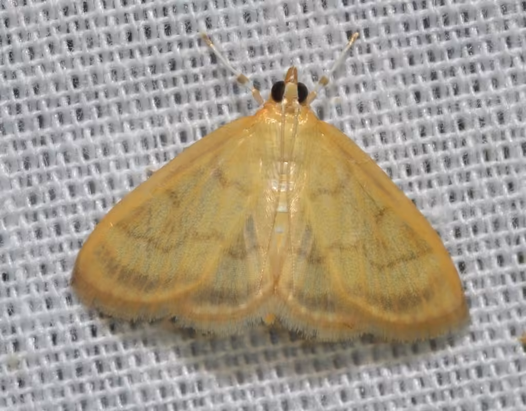 Pale-winged Crocidophora Moth, photo 2 of 5