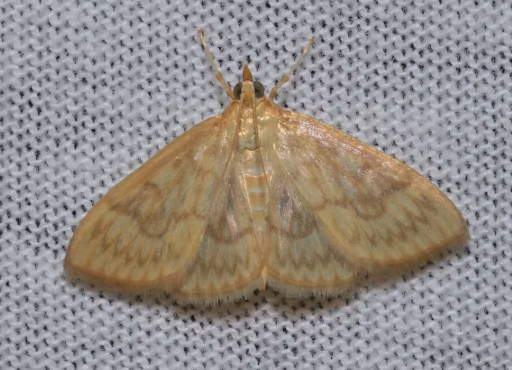 Saw-toothed Crocidophora Moth, photo 1 of 5