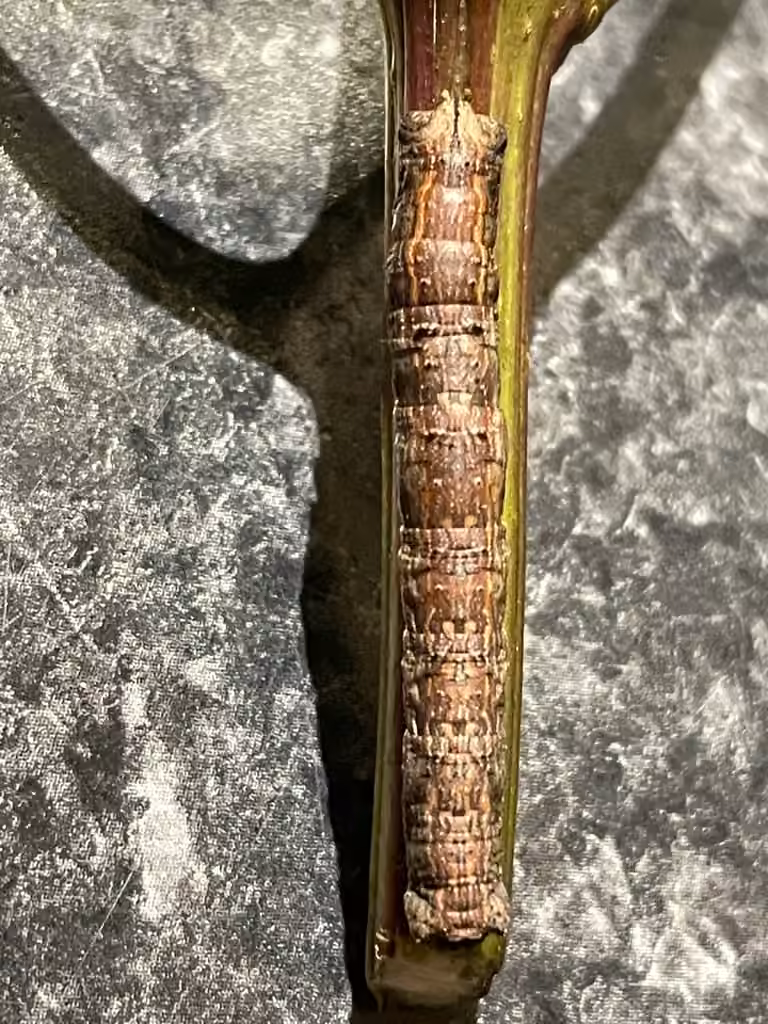 White Slant-line, Chenille