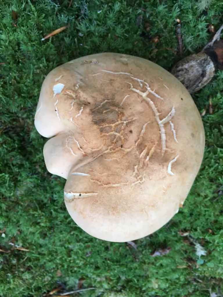 Hydnum subolympicum, photo 2 sur 5