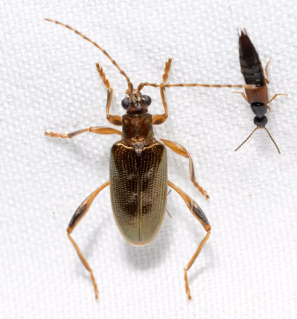 Pale pond lily leaf beetle, photo 1 of 5