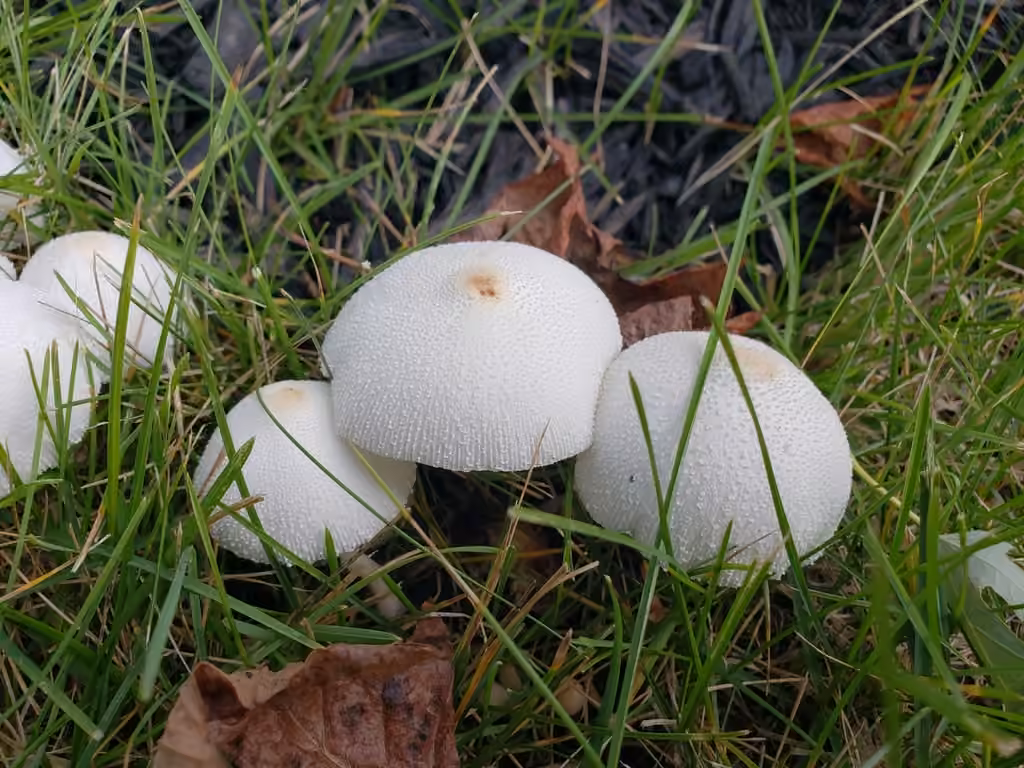 Leucocoprin à pied cespiteux