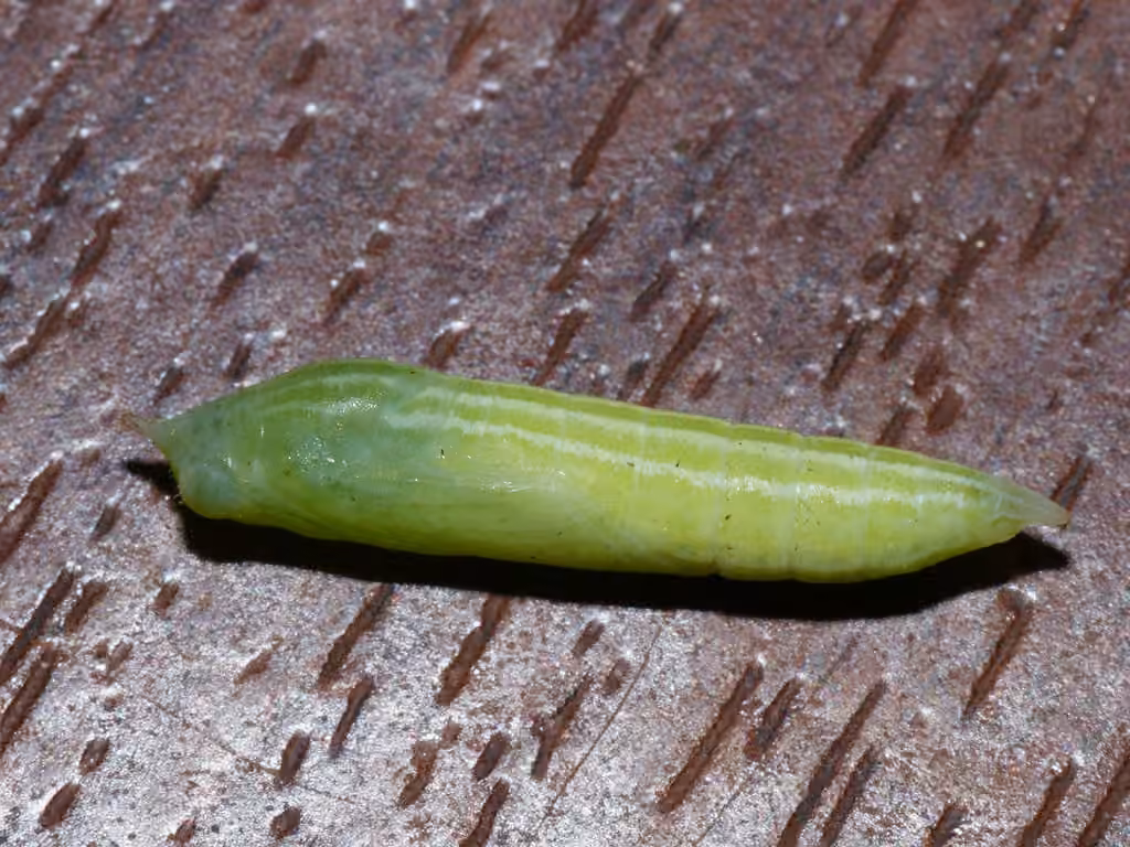 Essex Skipper, Pupa