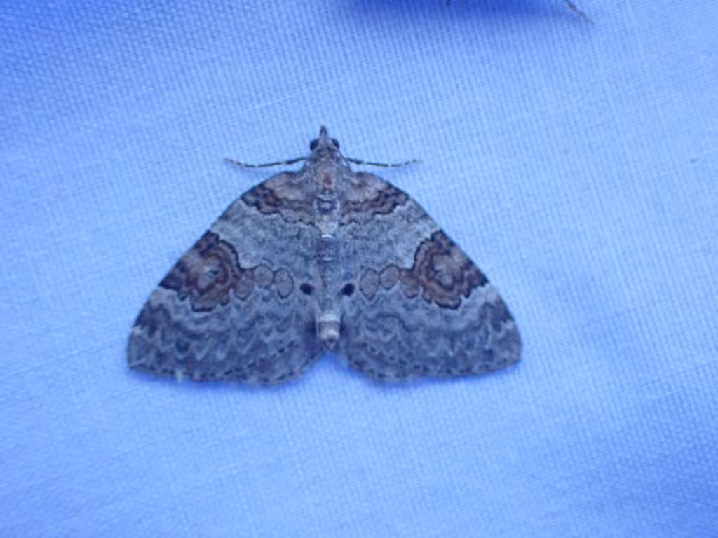 George's Carpet Moth, Adulte