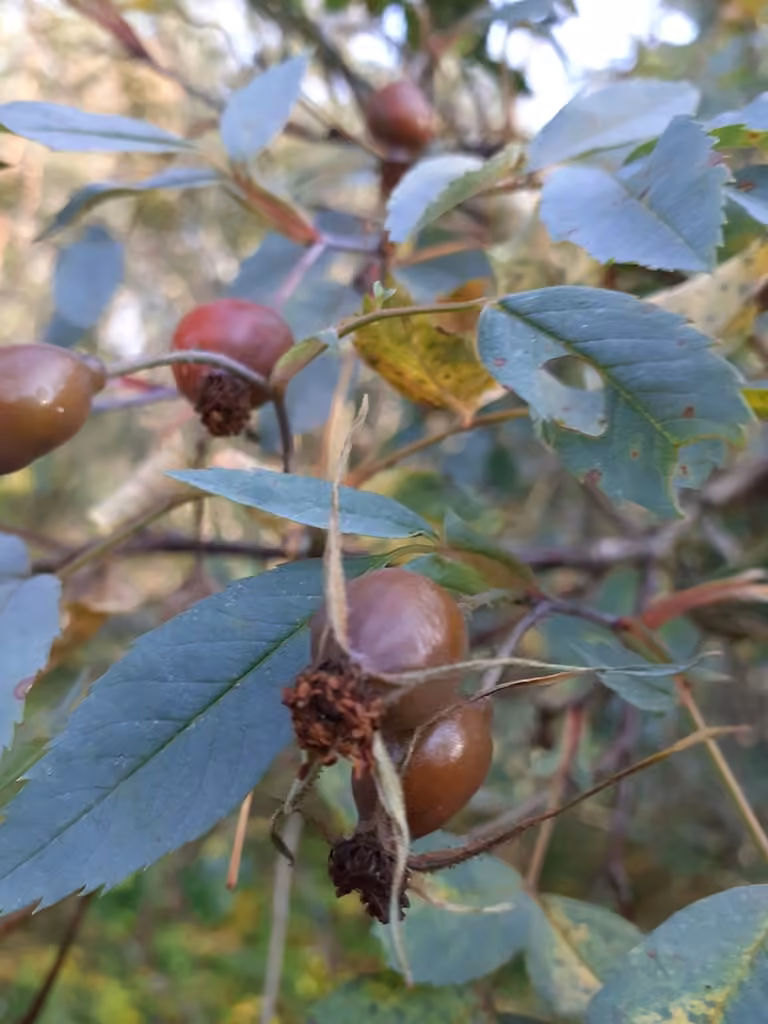 Red-leaved rose, In fruit