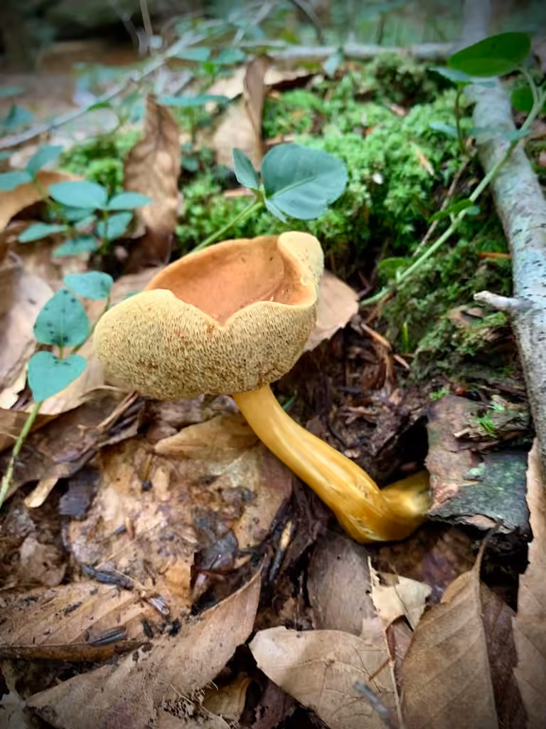 Roxane's bolete, photo 3 of 5