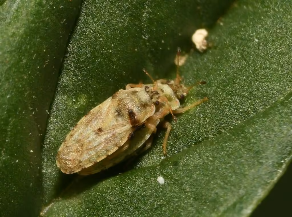 Parapiesma cinereum, photo 3 sur 5