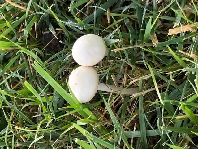 Agrocybe dur, photo 2 sur 5