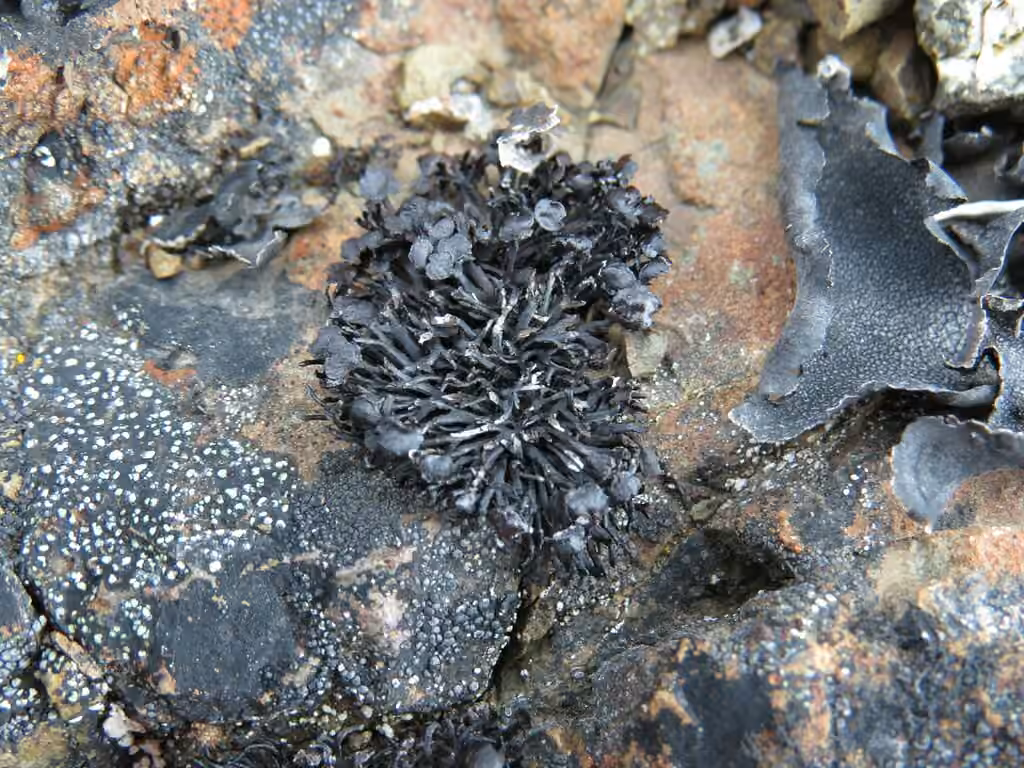Bootstrap lichen, photo 3 of 5