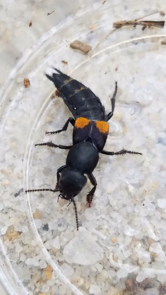 Red-spotted Rove Beetle, Male
