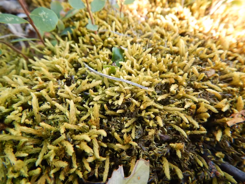 Turgid aulacomnium moss, photo 2 of 5