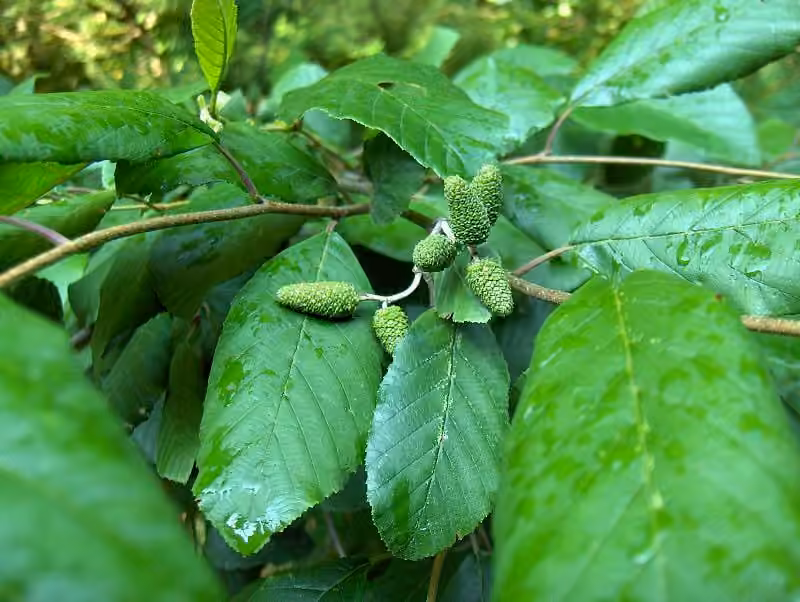 Hazel alder, photo 1 of 5
