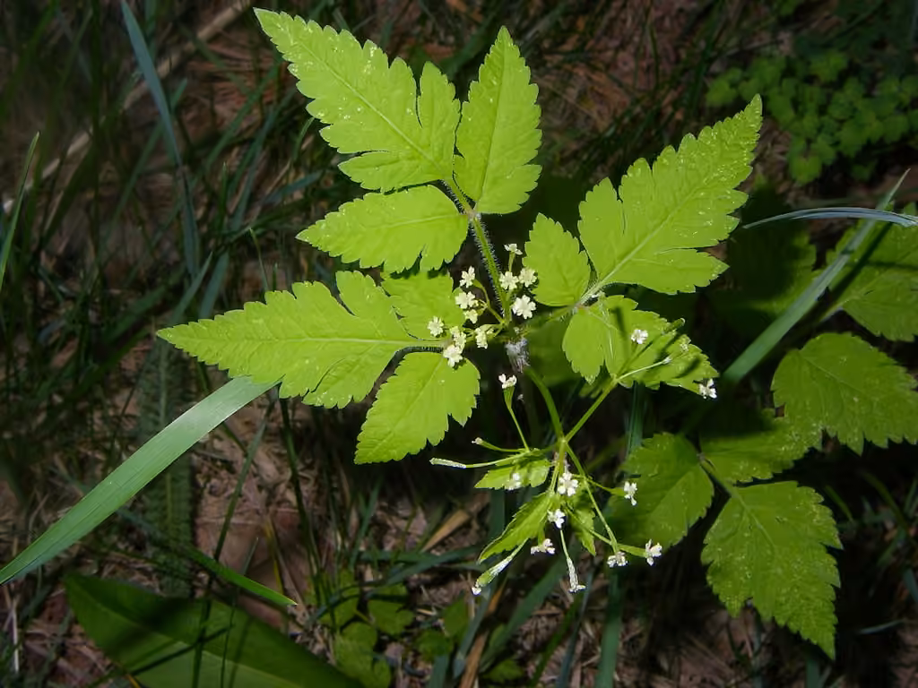 Osmorhize de Bertero, photo 3 sur 5