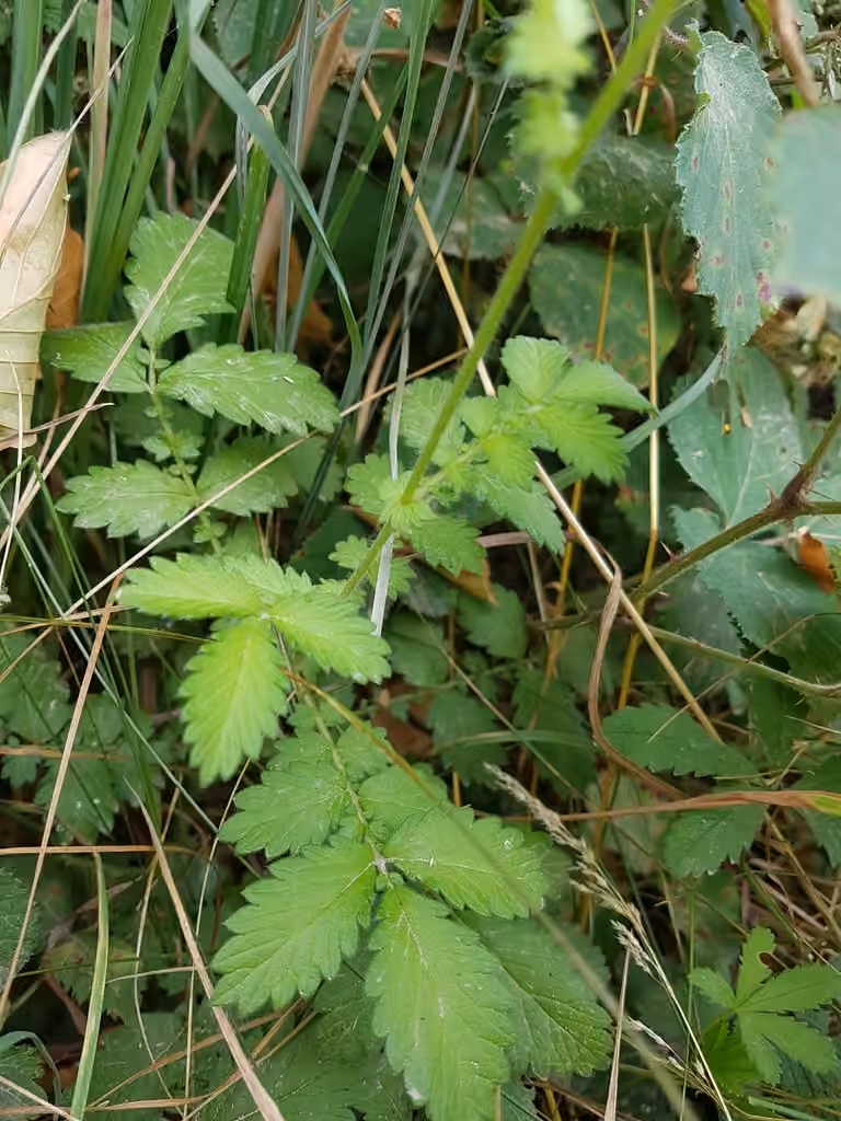 Aigremoine eupatoire, photo 3 sur 5