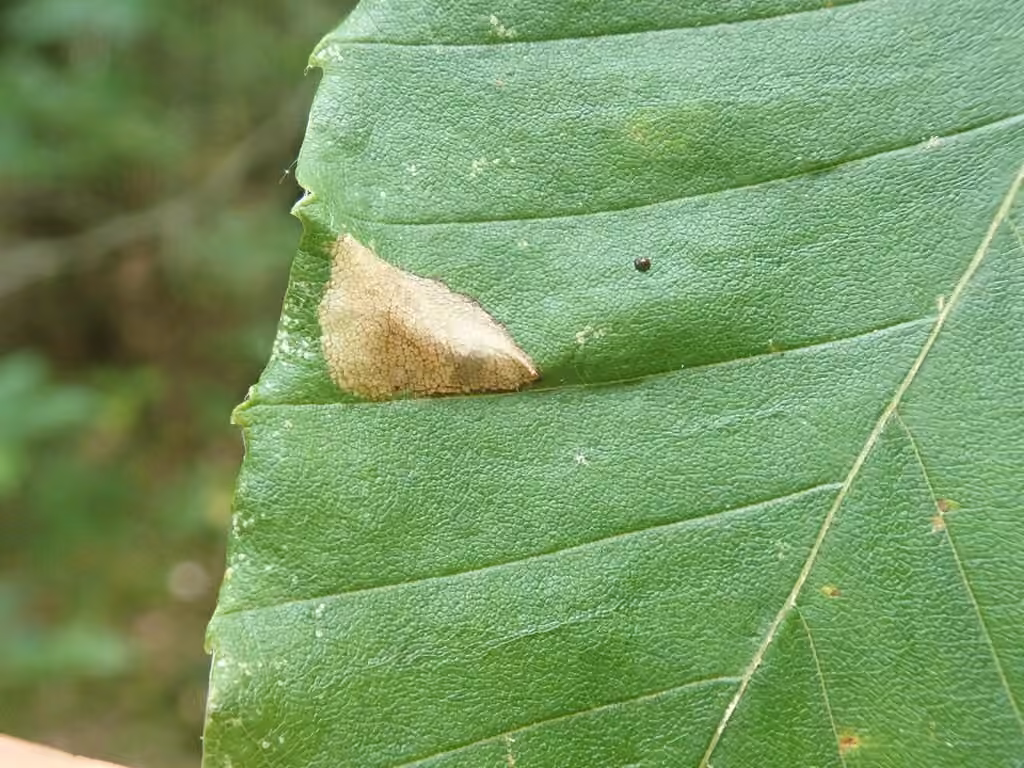 Beech Midget, Pupe