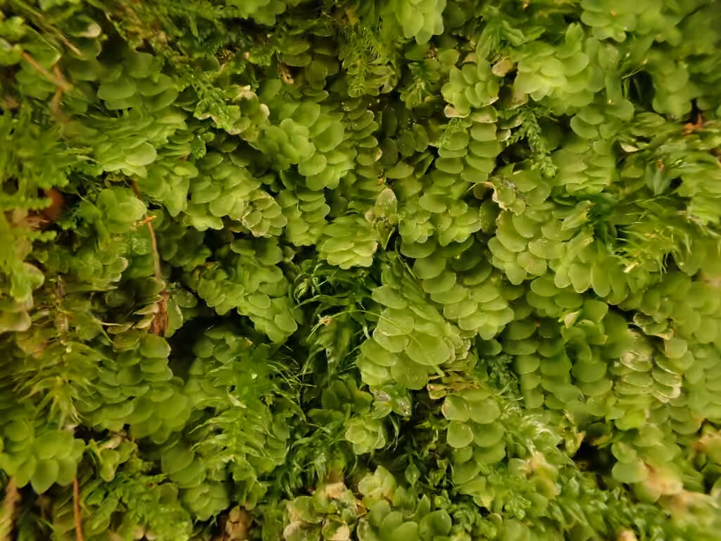 Calypogée variable