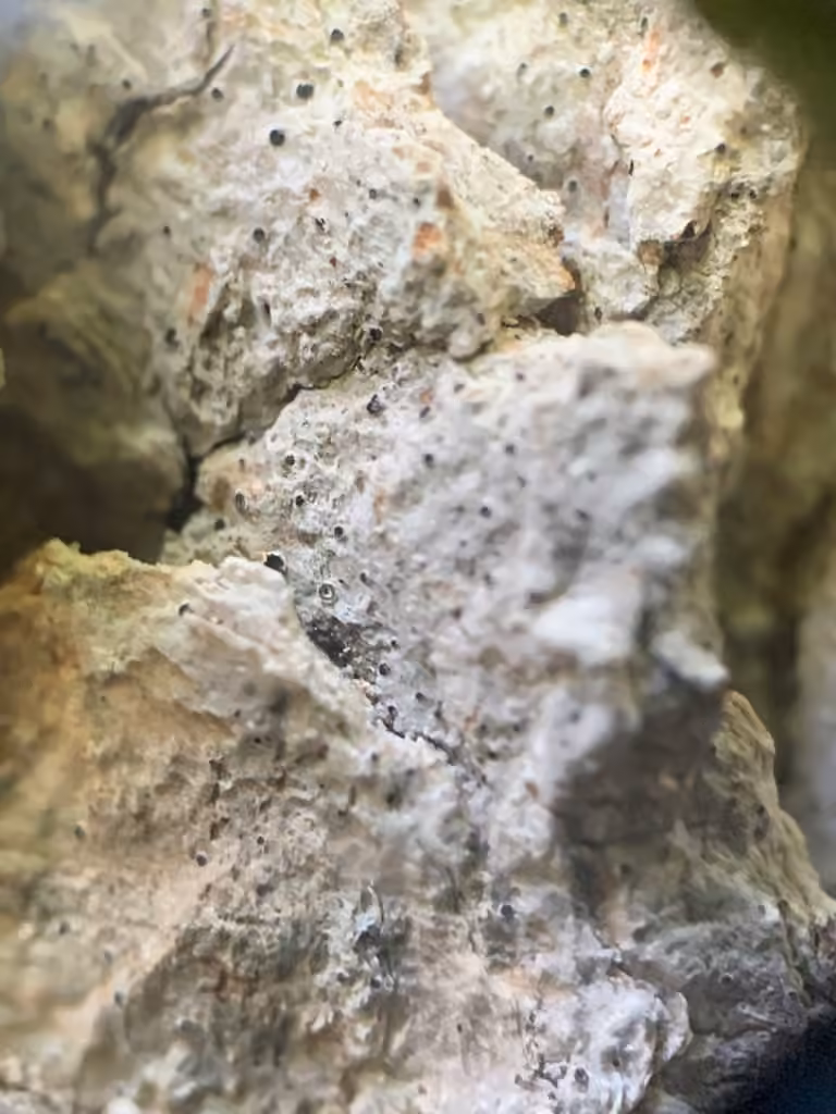 Lichen tache de byssus, photo 3 sur 5