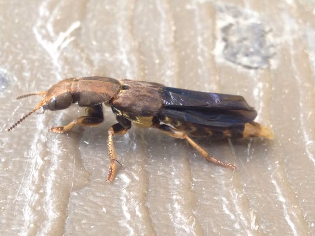 Brown Rove Beetle, photo 3 of 5