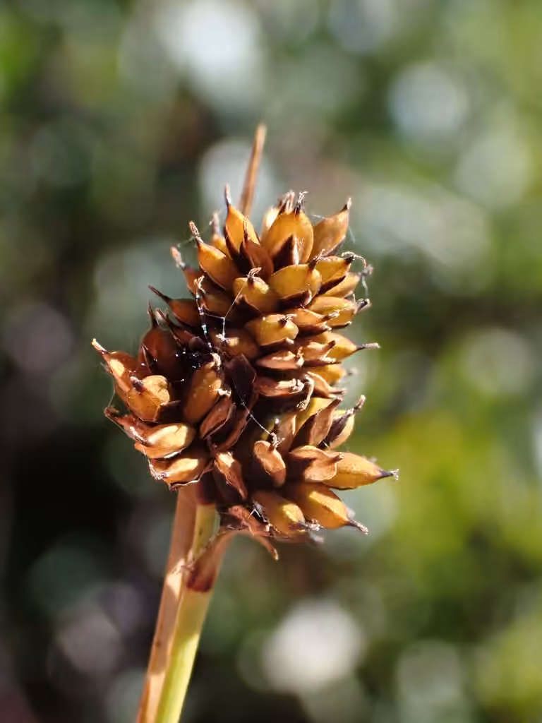 Carex moyen, En fruits