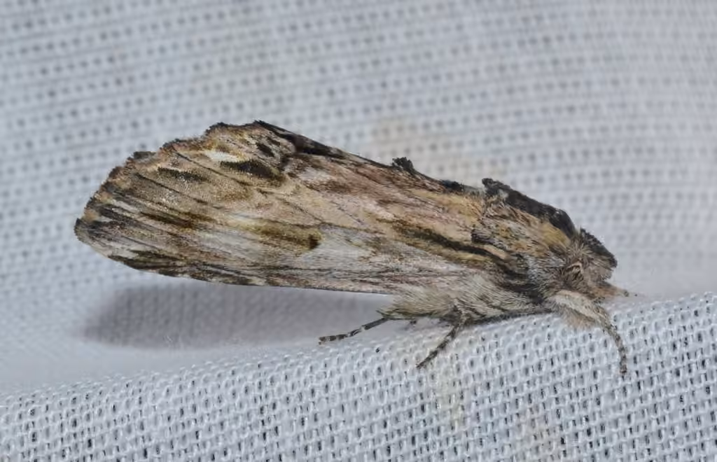Chenille à tubercule tronqué, photo 1 sur 5