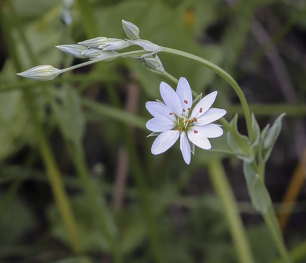 European chickweed, photo 1 of 5