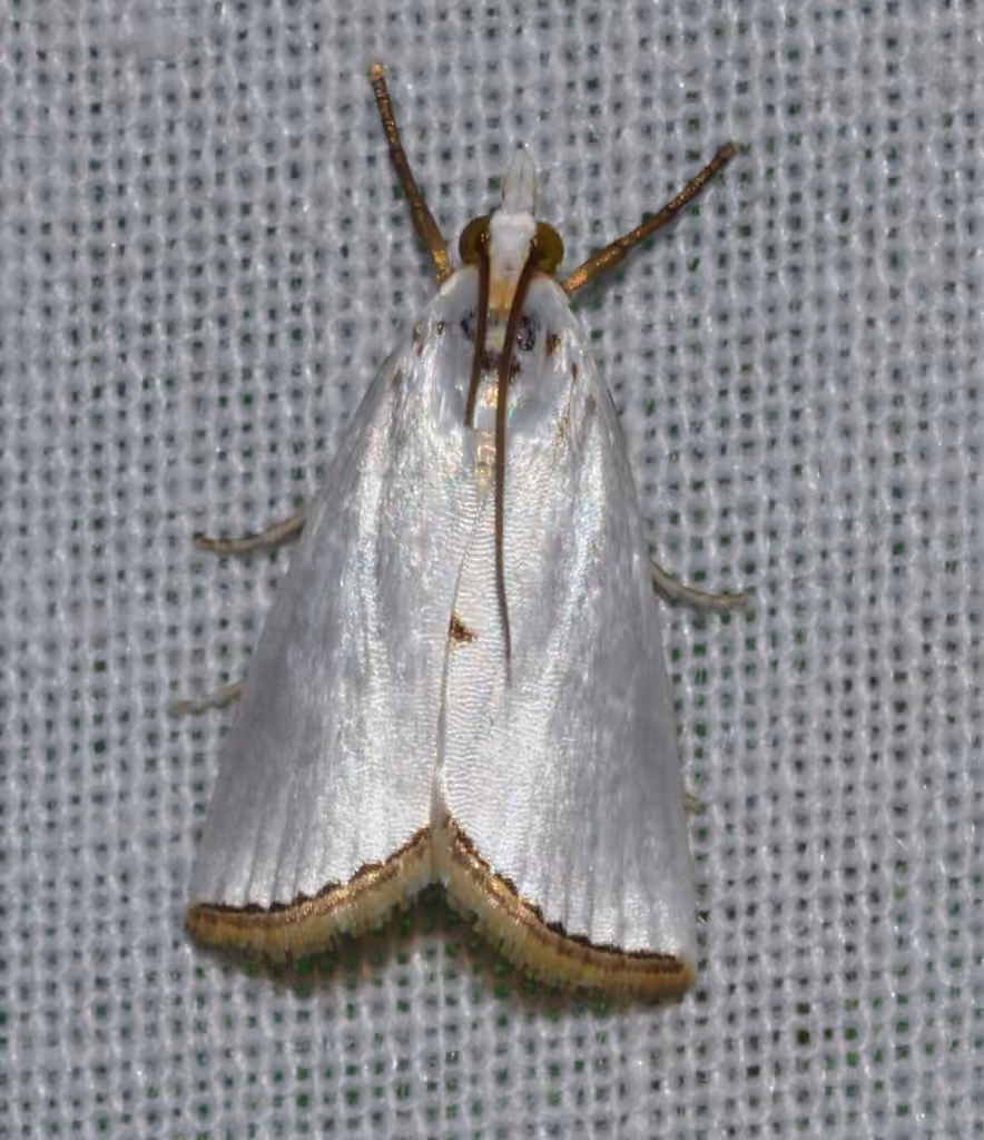 Snowy Urola Moth, photo 2 of 5