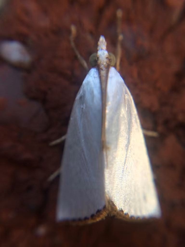 Snowy Urola Moth, photo 3 of 5