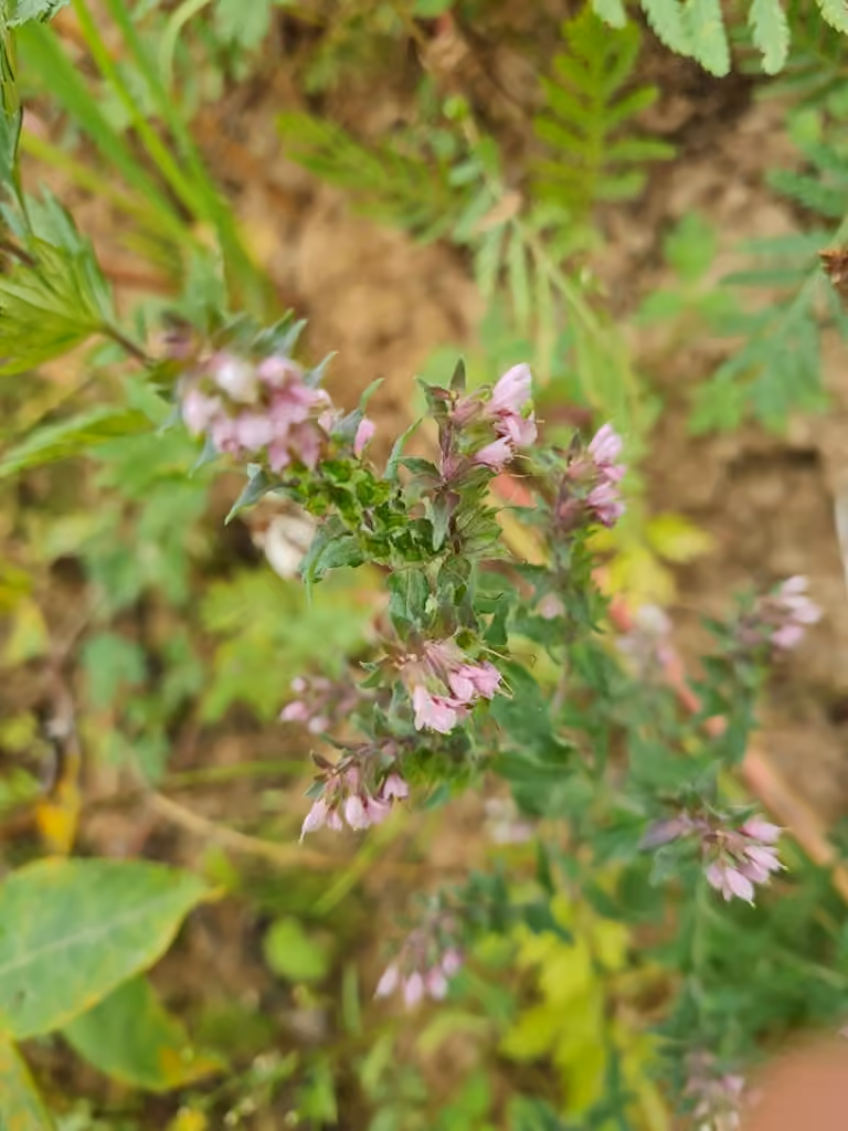 Red odontites, In flower