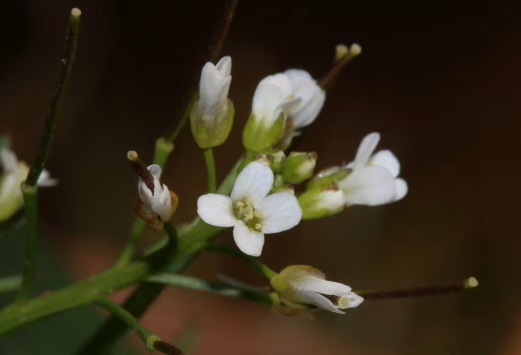 Asian wavy bittercress, photo 1 of 5