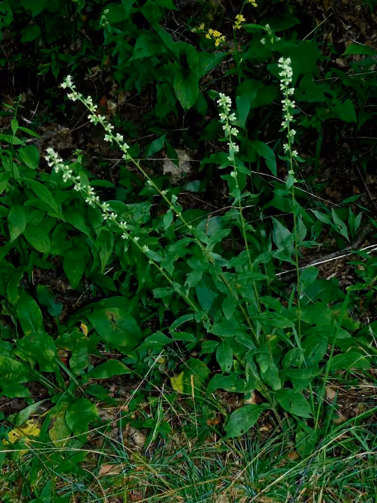 White goldenrod, photo 3 of 5