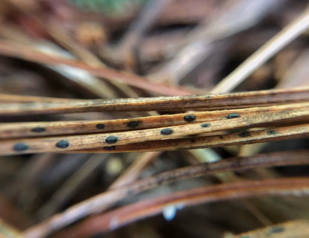 Pine Needle Split