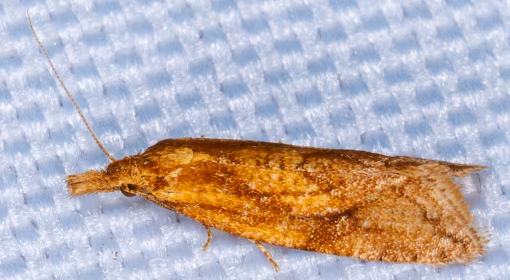 Reddish Aethes, Adult