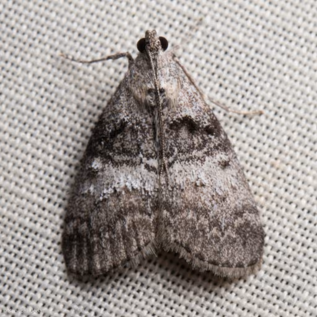 Maple Webworm Moth, photo 1 sur 5