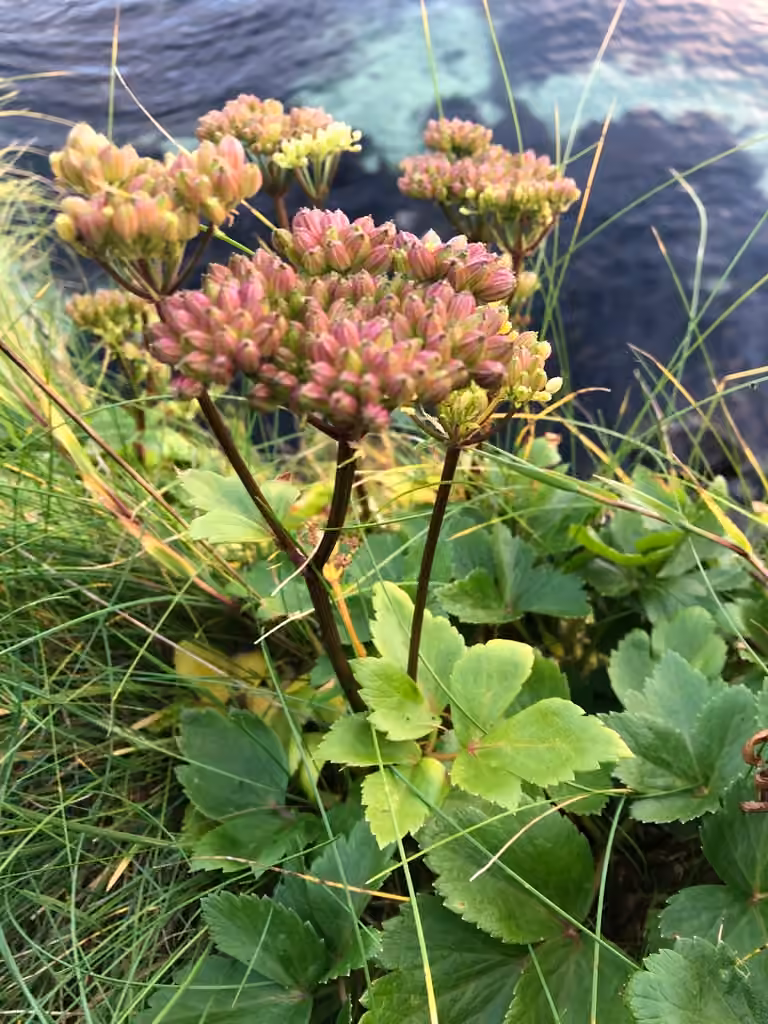 Livèche d'Écosse, En fleurs