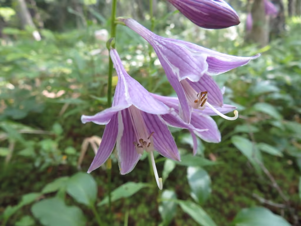 Siebold's Plantain Lily