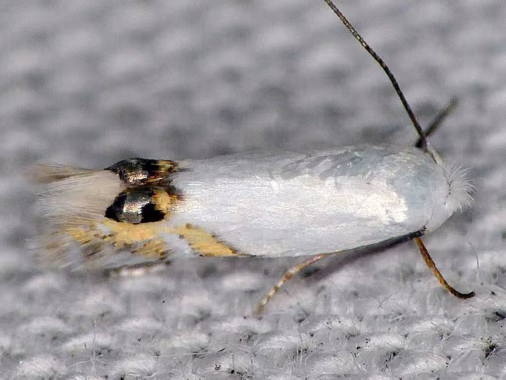 Cottonwood Leafminer, Adult
